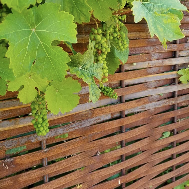 Woven Steel Fencing with leaves and grapes hanging over